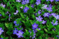 9 reason to choose Vinca for your garden