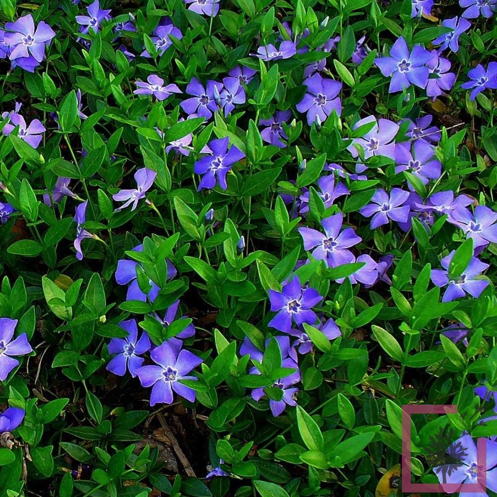 9 reason to choose Vinca for your garden