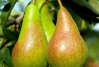 Pear diamond