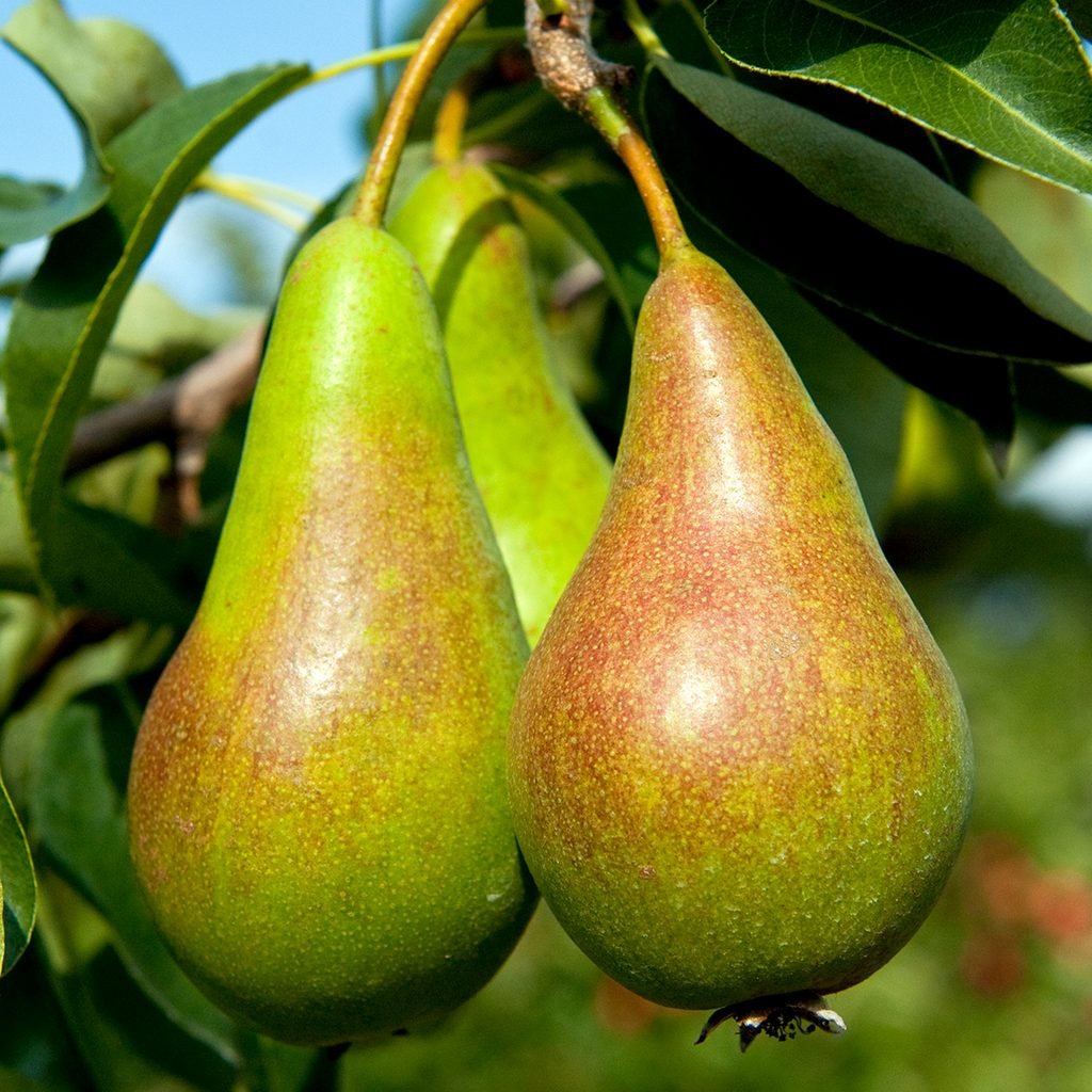 Pear diamond
