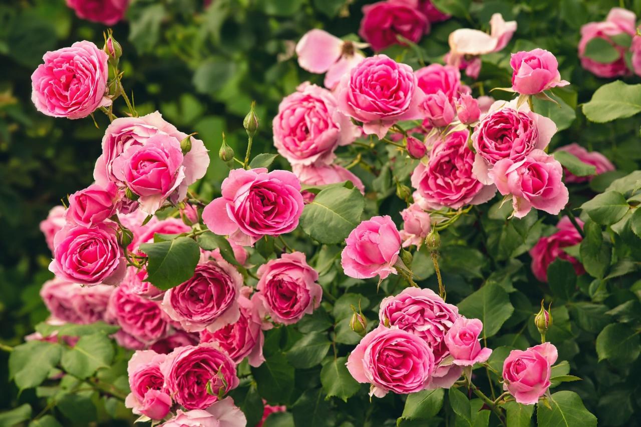 Roses - Weston Nurseries